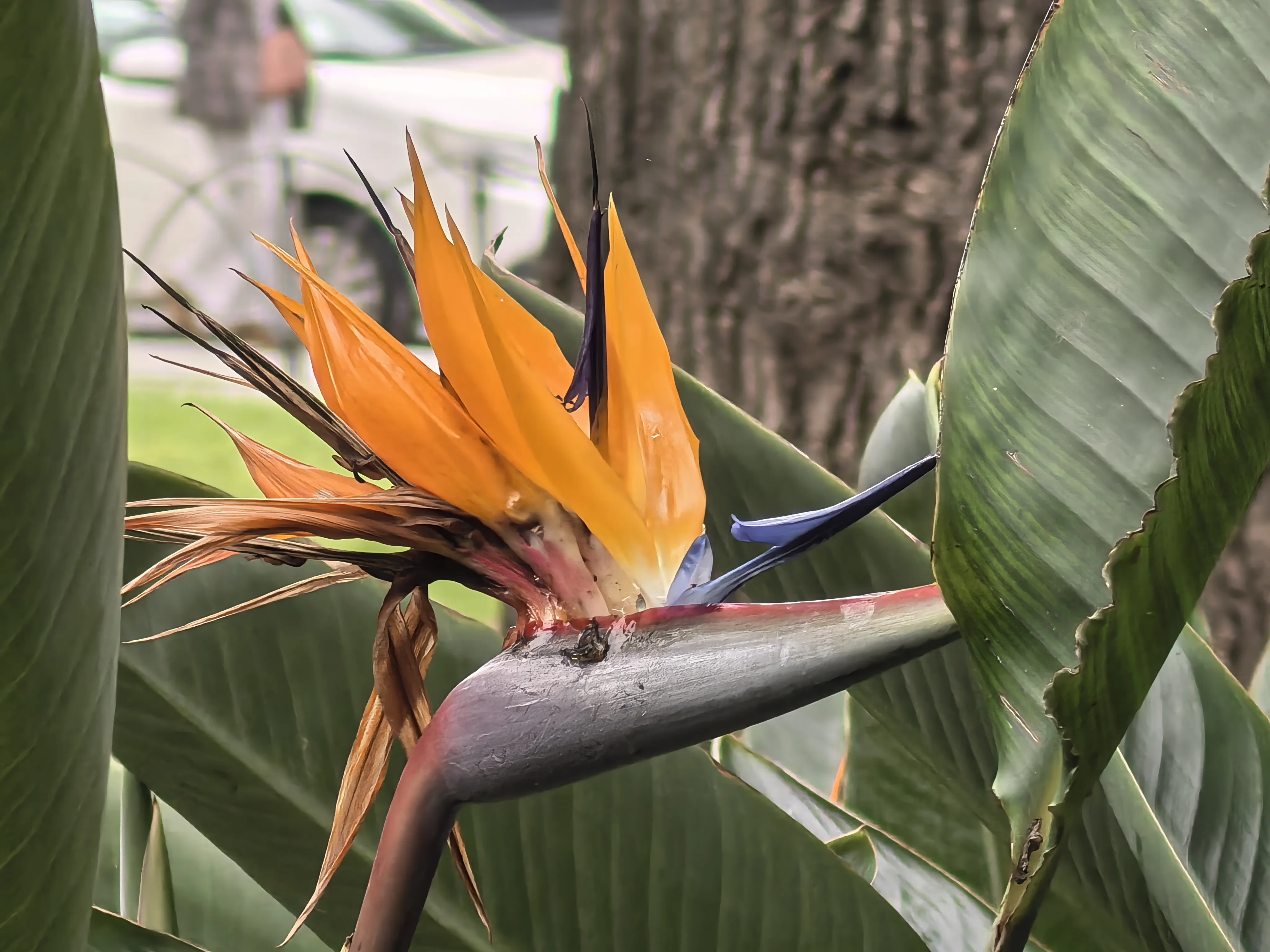 HUAWEI Pura 70 Ultra - System Aparatów - IMG_20251117_112029.webp